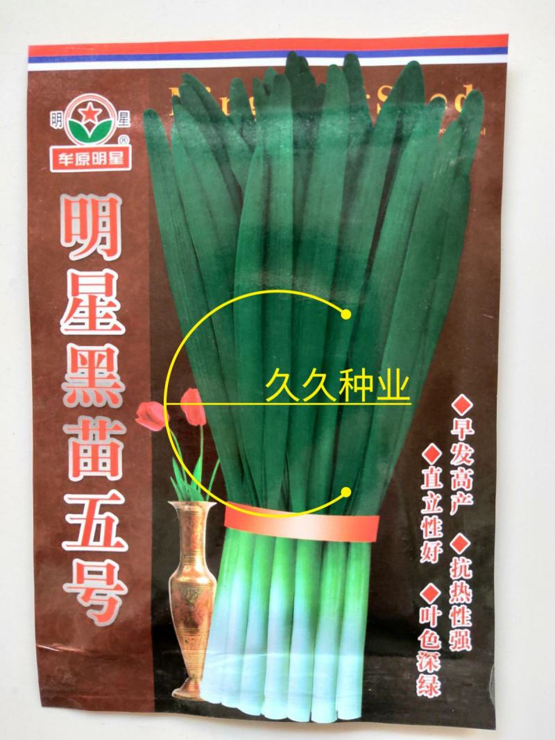 明星黑苗5号韭菜种子四季可播韭菜籽韭菜割茬多次采收