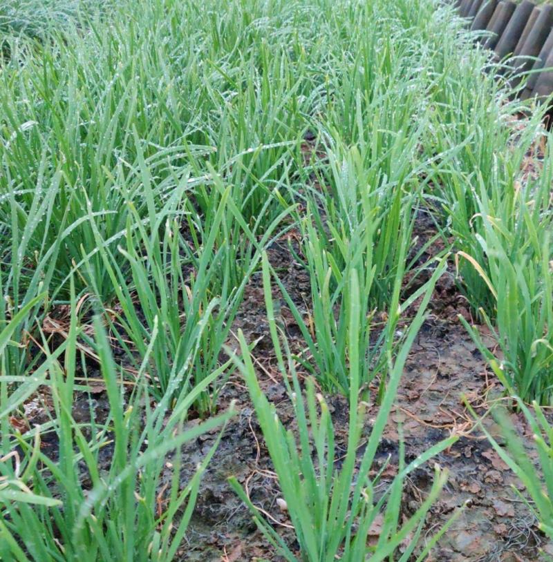 东盛13号韭菜种苗多年生韮菜籽盆栽不休眠四季蔬菜