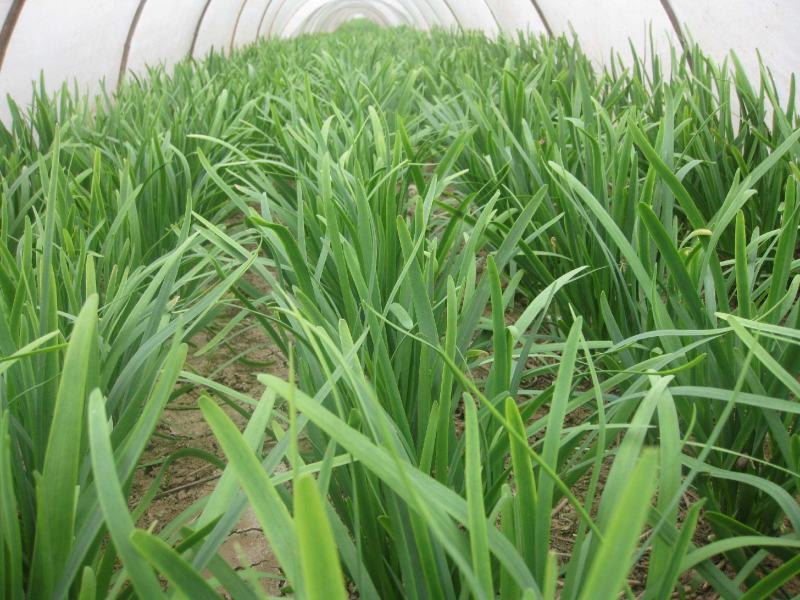 东盛13号韭菜种苗多年生韮菜籽盆栽不休眠四季蔬菜