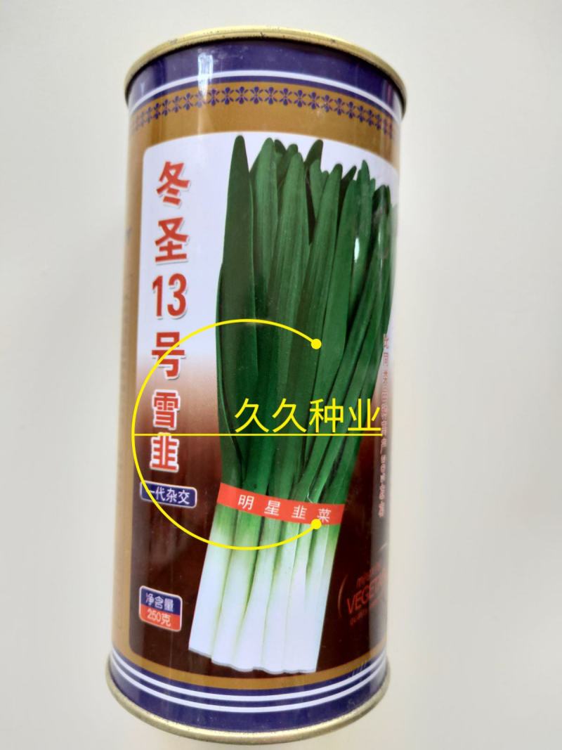 东盛13号韭菜种苗多年生韮菜籽盆栽不休眠四季蔬菜