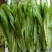 汉堡菜种子奶油沙拉生菜西餐生菜榨汁轻食菜叶菜四季播种蔬菜