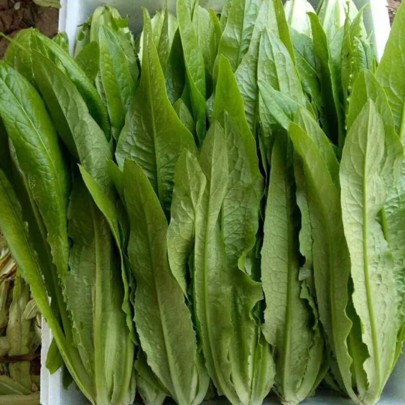 汉堡菜种子奶油沙拉生菜西餐生菜榨汁轻食菜叶菜四季播种蔬菜