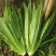 汉堡菜种子奶油沙拉生菜西餐生菜榨汁轻食菜叶菜四季播种蔬菜