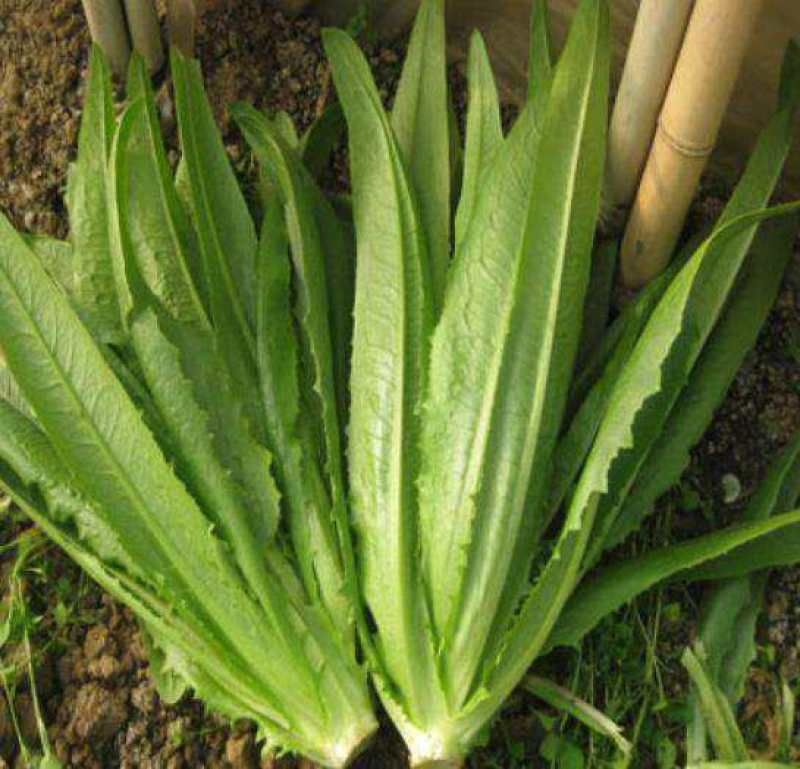 汉堡菜种子奶油沙拉生菜西餐生菜榨汁轻食菜叶菜四季播种蔬菜