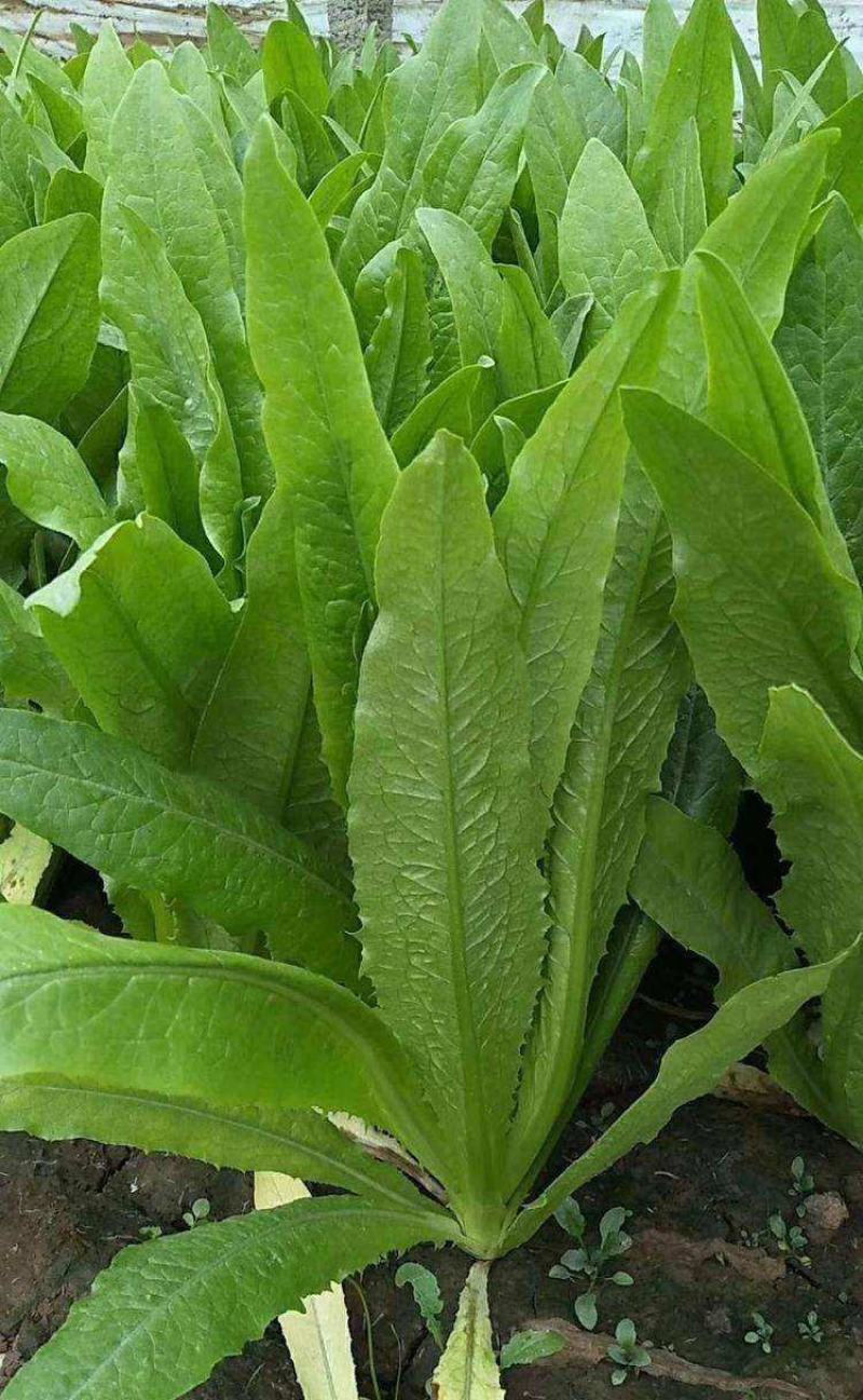 汉堡菜种子奶油沙拉生菜西餐生菜榨汁轻食菜叶菜四季播种蔬菜