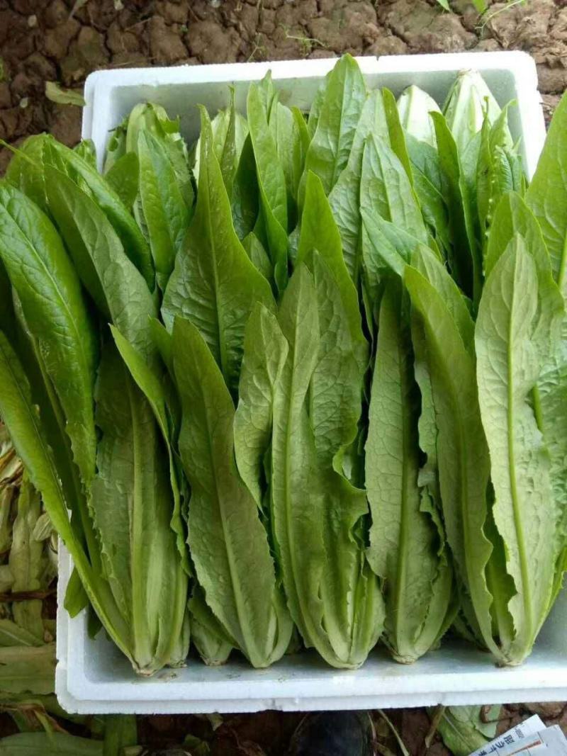 汉堡菜种子奶油沙拉生菜西餐生菜榨汁轻食菜叶菜四季播种蔬菜