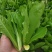 汉堡菜种子奶油沙拉生菜西餐生菜榨汁轻食菜叶菜四季播种蔬菜