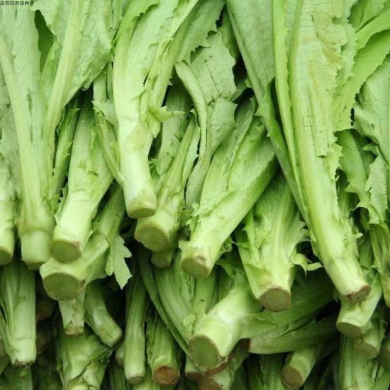 汉堡菜种子奶油沙拉生菜西餐生菜榨汁轻食菜叶菜四季播种蔬菜