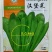 汉堡菜种子奶油沙拉生菜西餐生菜榨汁轻食菜叶菜四季播种蔬菜