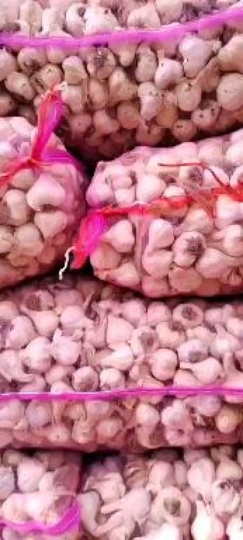 黑龙江大蒜产地批发品质保证量大从优视频看货