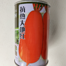 抗热大地红萝卜种子红皮白肉夏季耐热品种种子