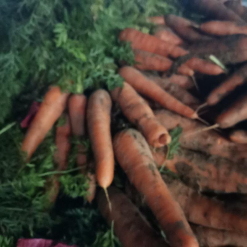 聊城市胡萝卜产区，大量胡萝卜开始上市，一手货