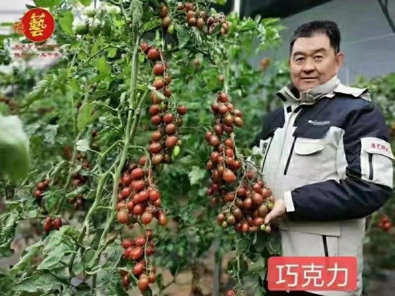 豫艺巧克力番茄种子抗氧化功能糖度10度酸甜可囗不裂果效益