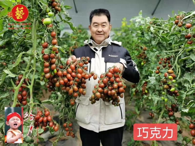 豫艺巧克力番茄种子抗氧化功能糖度10度酸甜可囗不裂果效益