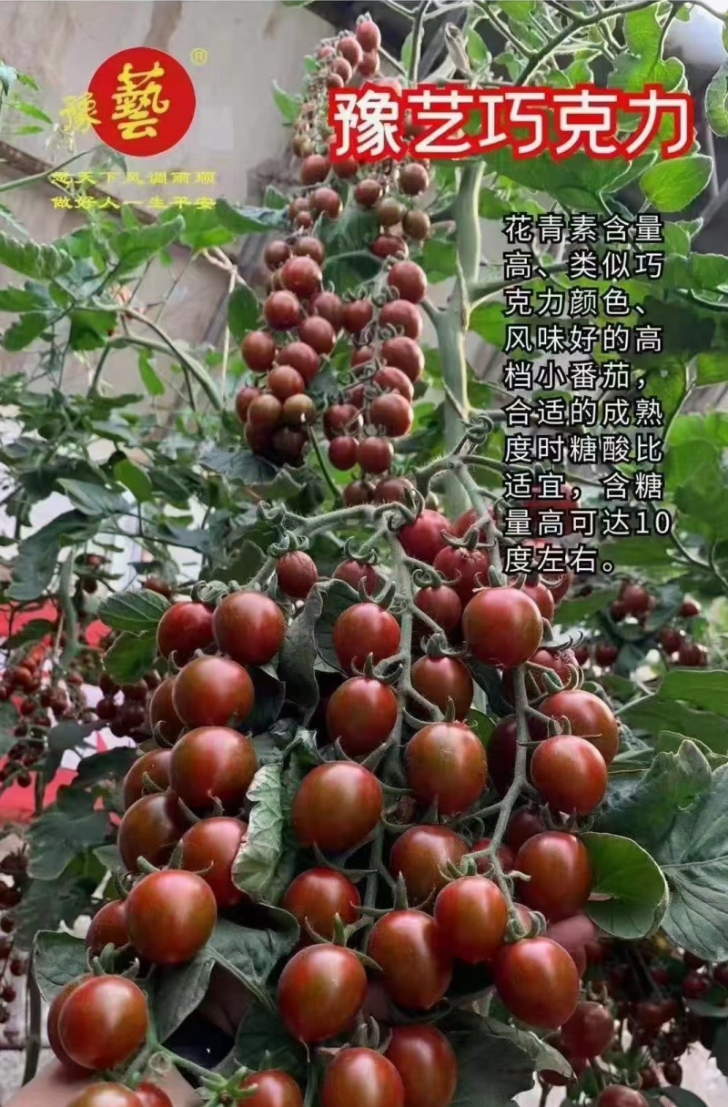豫艺巧克力番茄种子抗氧化功能糖度10度酸甜可囗不裂果效益