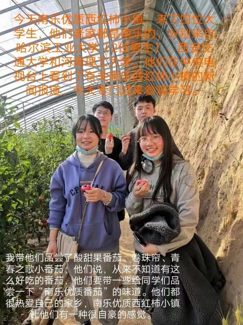 豫艺巧克力番茄种子抗氧化功能糖度10度酸甜可囗不裂果效益