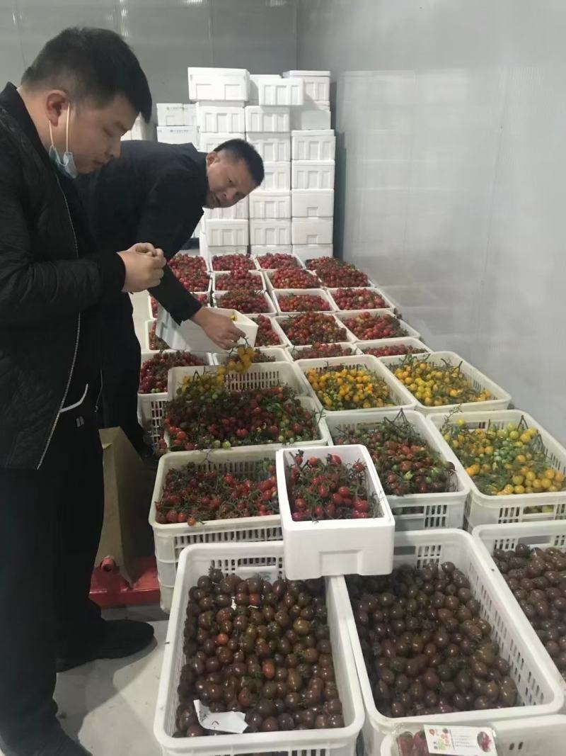 豫艺巧克力番茄种子抗氧化功能糖度10度酸甜可囗不裂果效益