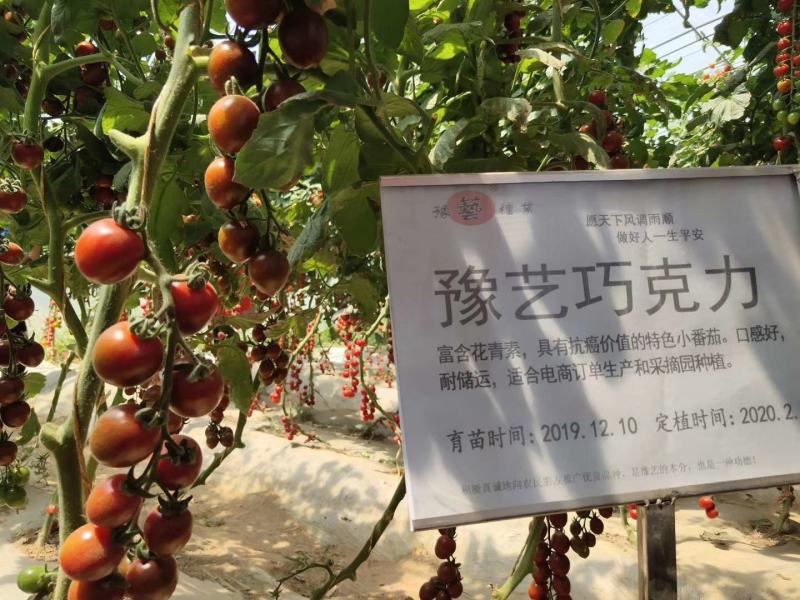 豫艺巧克力番茄种子抗氧化功能糖度10度酸甜可囗不裂果效益