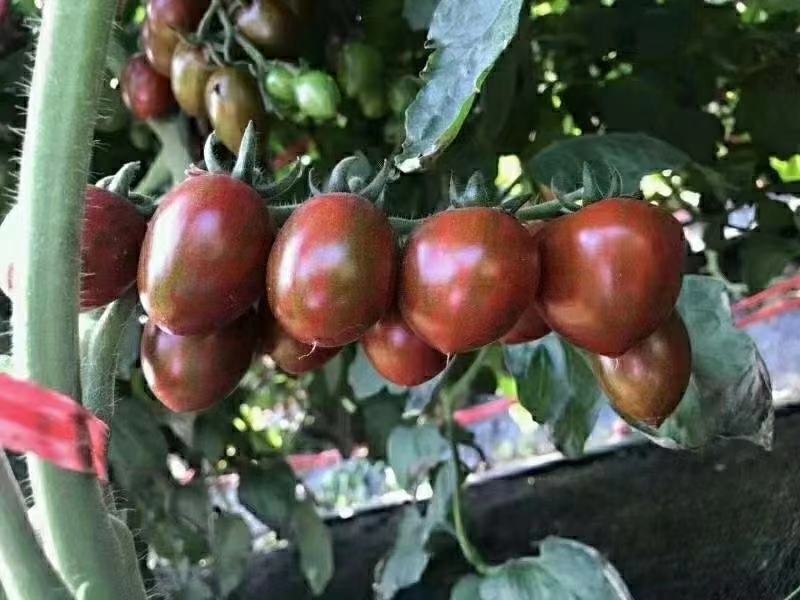 豫艺巧克力番茄种子抗氧化功能糖度10度酸甜可囗不裂果效益
