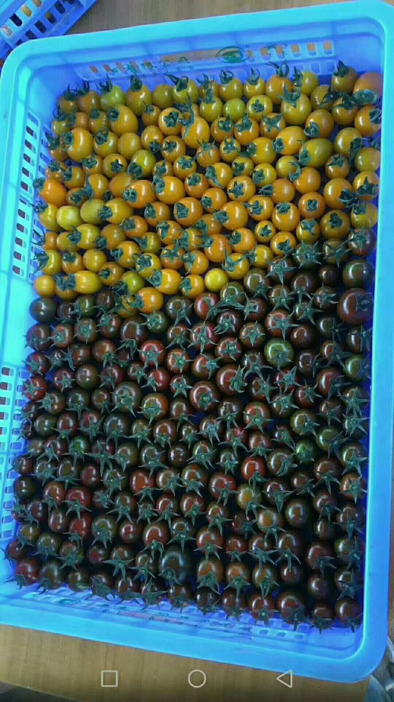 豫艺巧克力番茄种子抗氧化功能糖度10度酸甜可囗不裂果效益