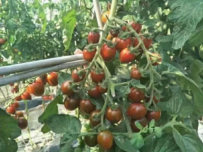 豫艺巧克力番茄种子抗氧化功能糖度10度酸甜可囗不裂果效益