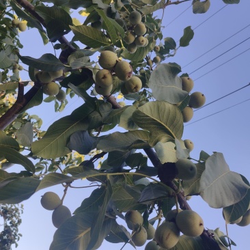 种植养殖，特种基地，交通方便，水电齐全