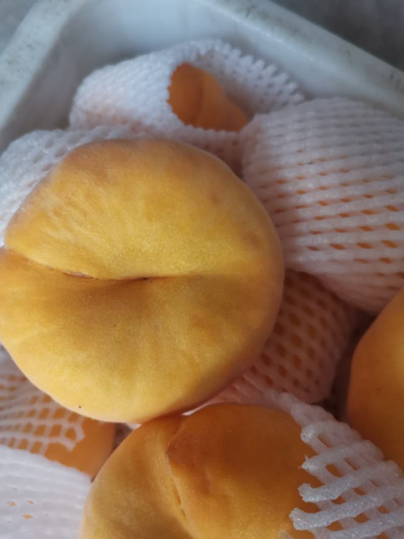 中蟠十一
