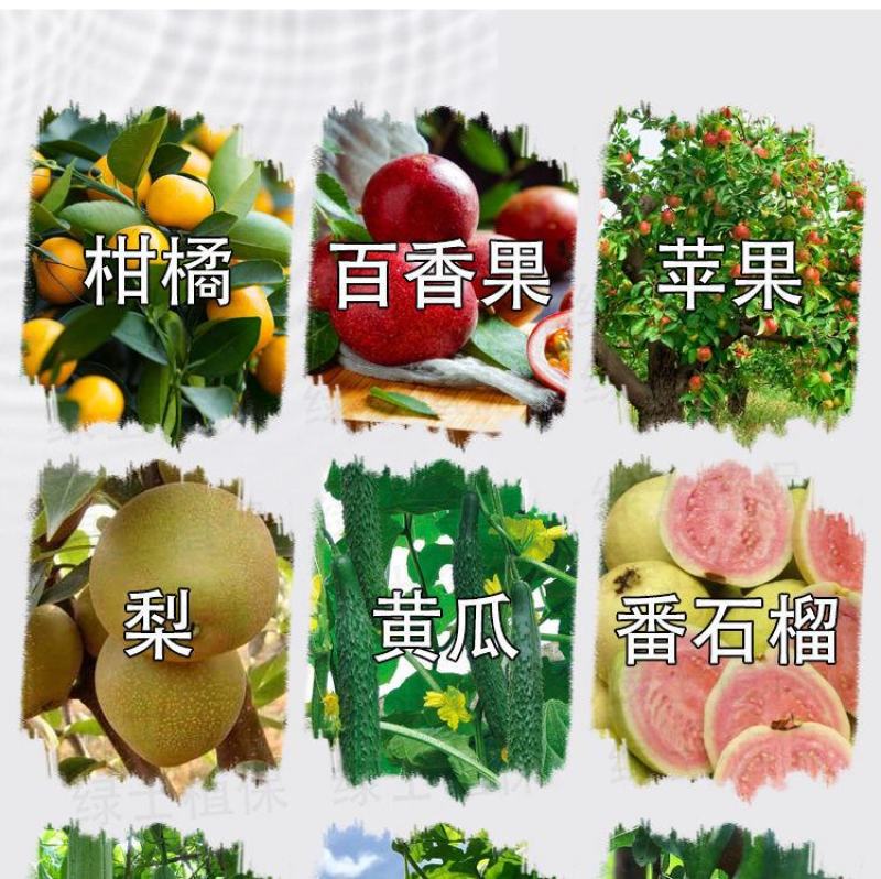针蜂药高氯残杀威果树火龙果实蝇蜂蝇瓜实蝇针蜂杀虫剂