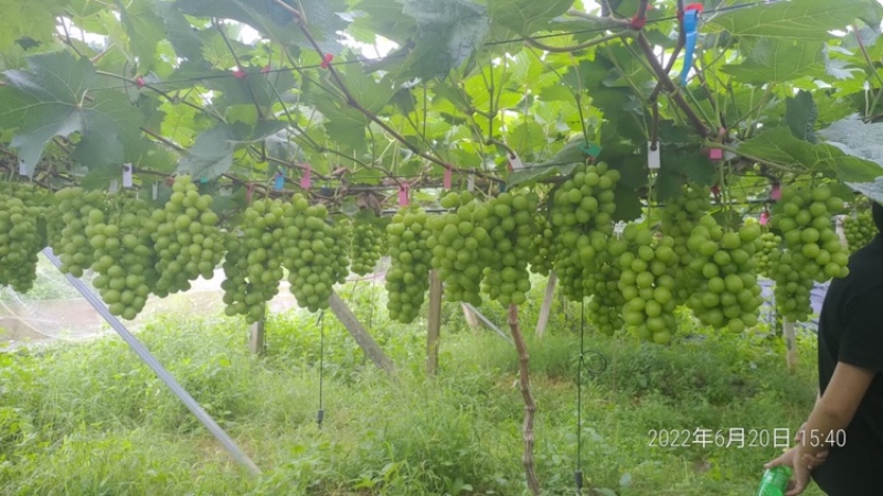 阳光玫瑰