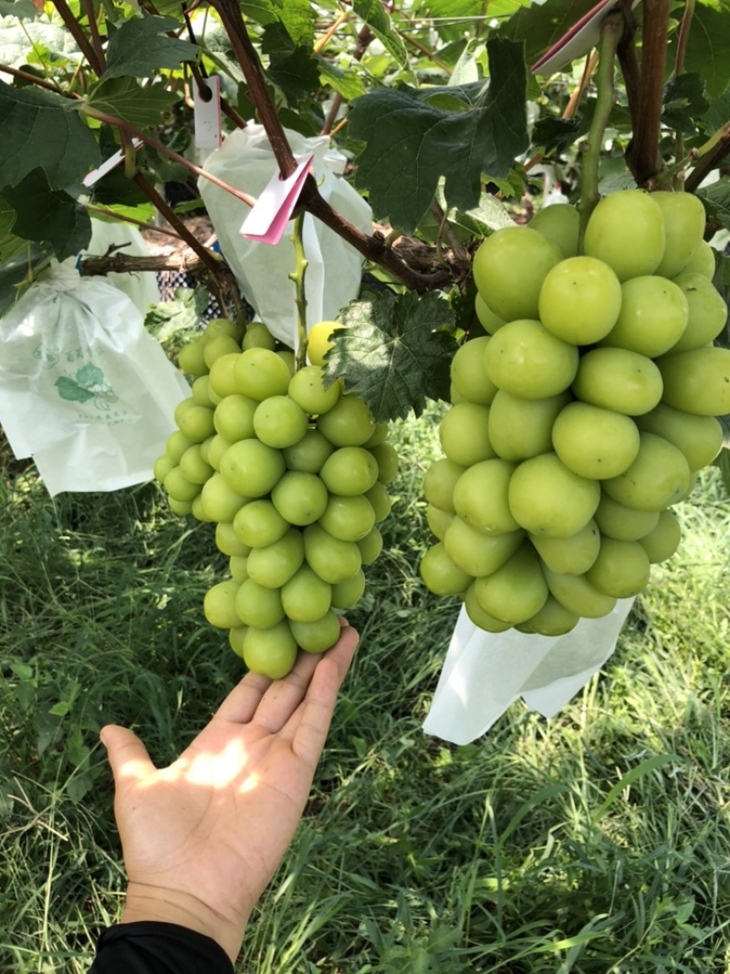 阳光玫瑰