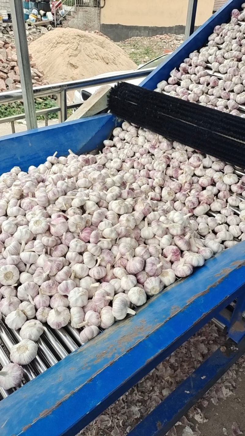 【精选】精品大蒜江苏精品干蒜一手货源质优价优欢迎咨询