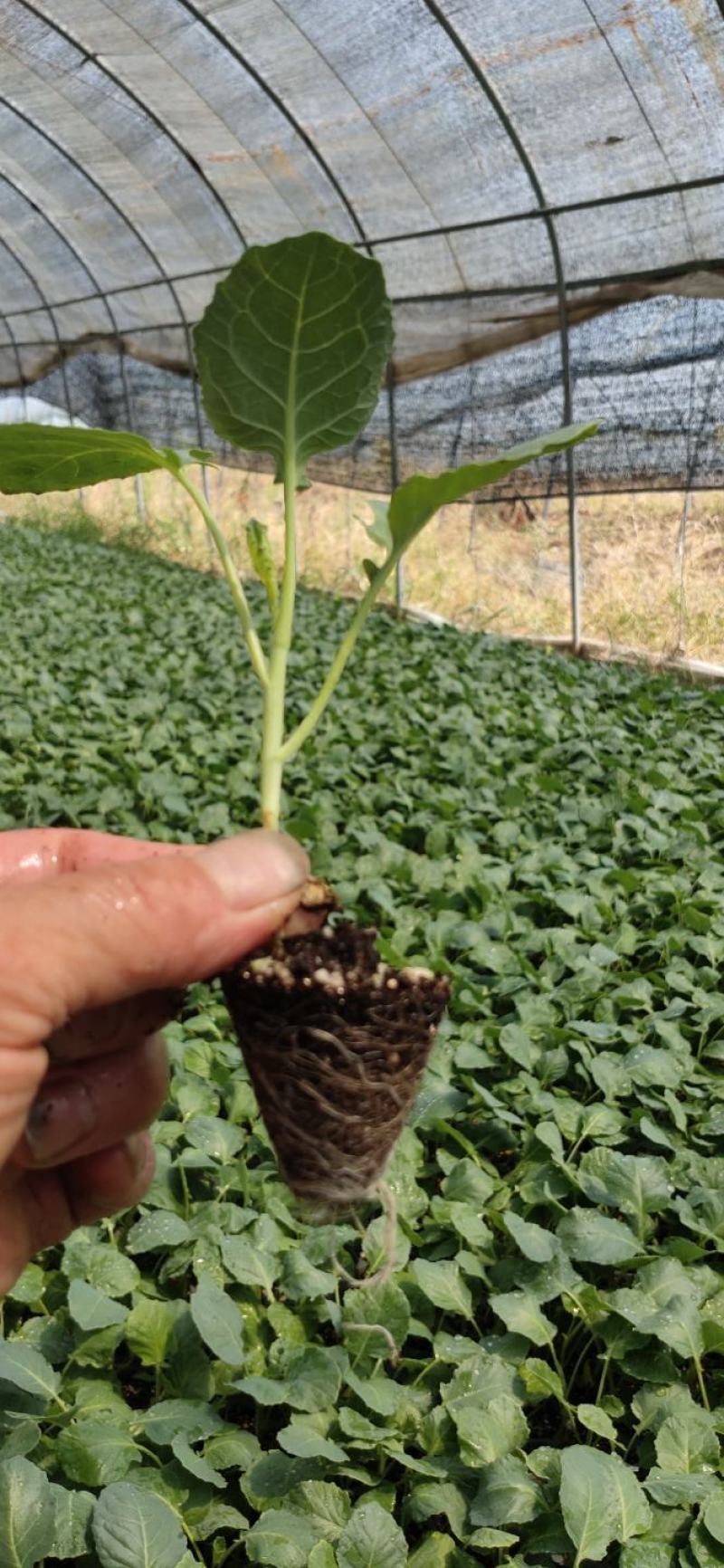【推荐】西兰花苗规格齐全早熟中晚成熟都有欢迎电询