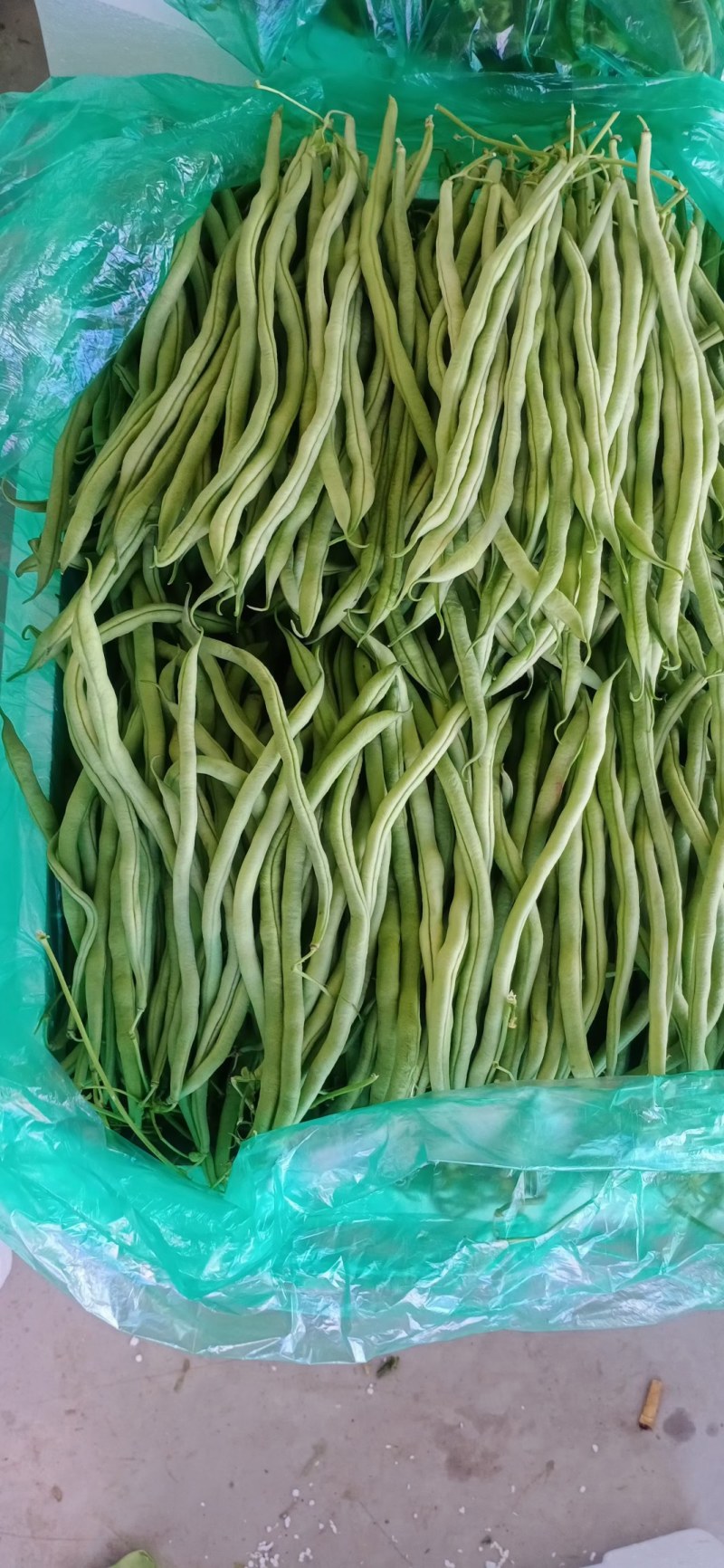 大青豆已上市有需要的联系我