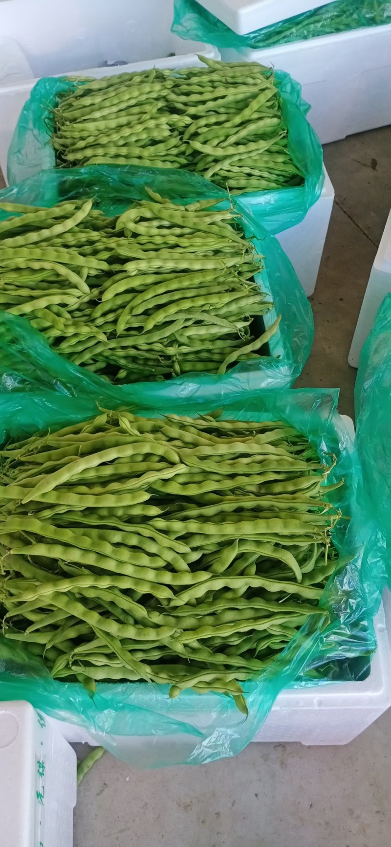 大青豆已上市有需要的联系我