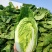 大白菜吉林白菜乾坤91-18白菜，黄包品质保证，