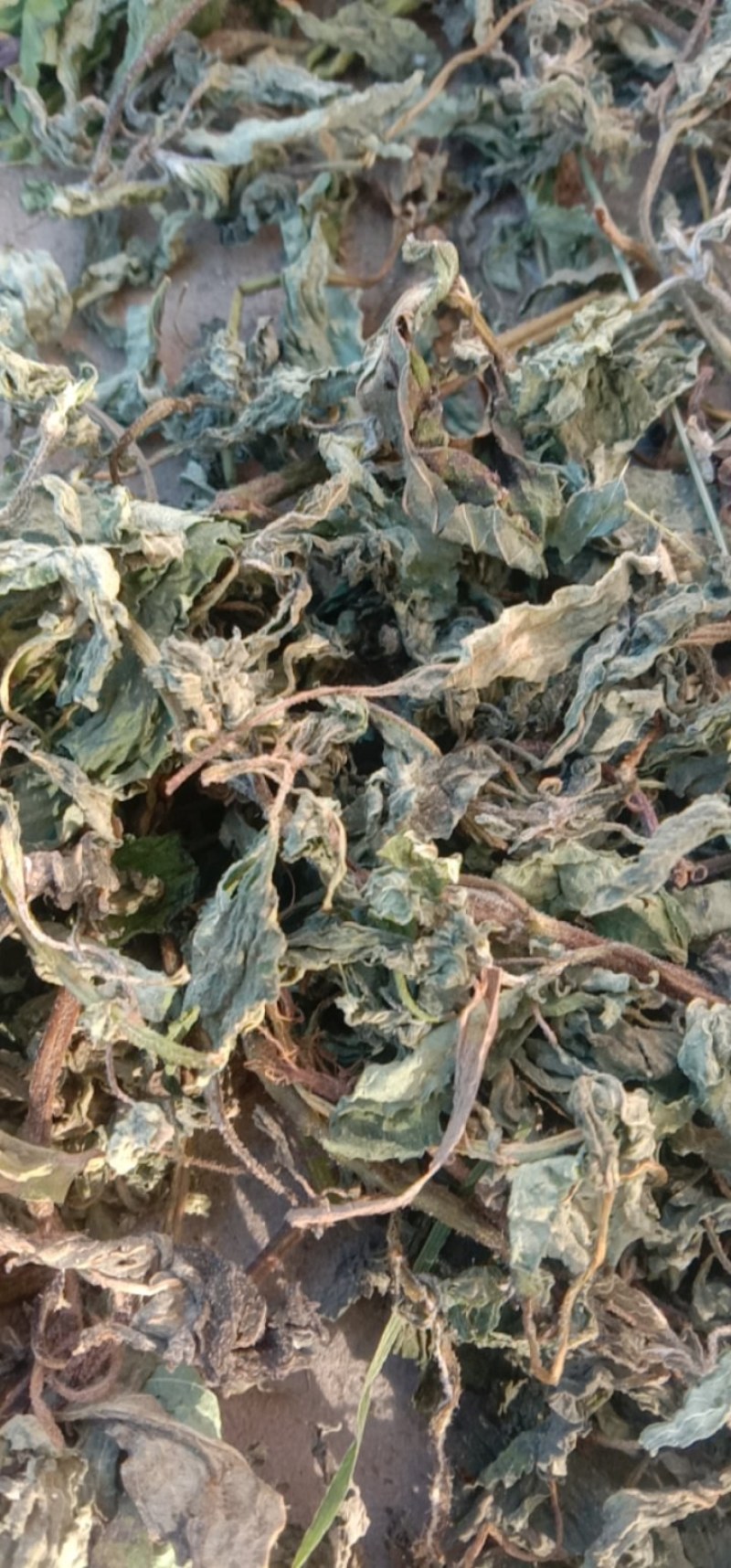 苏子叶，野山苏子叶，臭荏叶子，西北特产野山苏子叶味特浓！