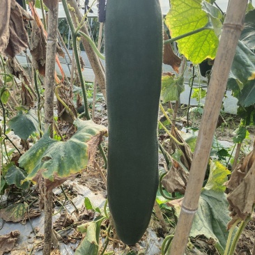 《精品》青掉青冬瓜，基地直供，有需要的老板提前联系