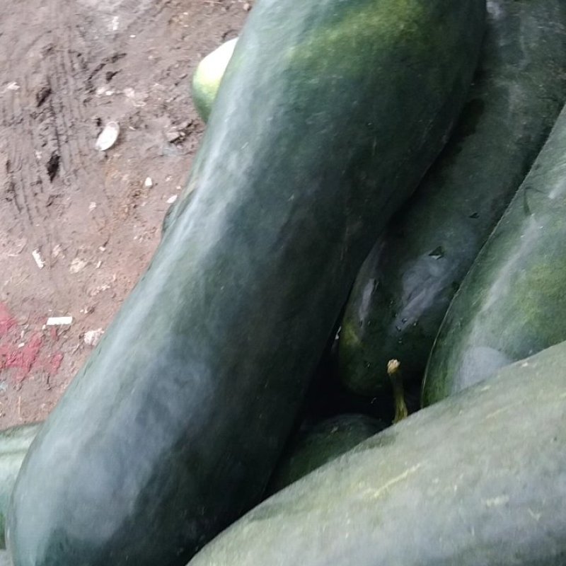 冬瓜黑皮地冬瓜，正定冬瓜肉厚，好吃，质量有保证，欢迎来电