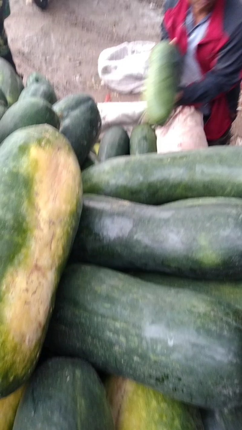 冬瓜黑皮地冬瓜，正定冬瓜肉厚，好吃，质量有保证，欢迎来电