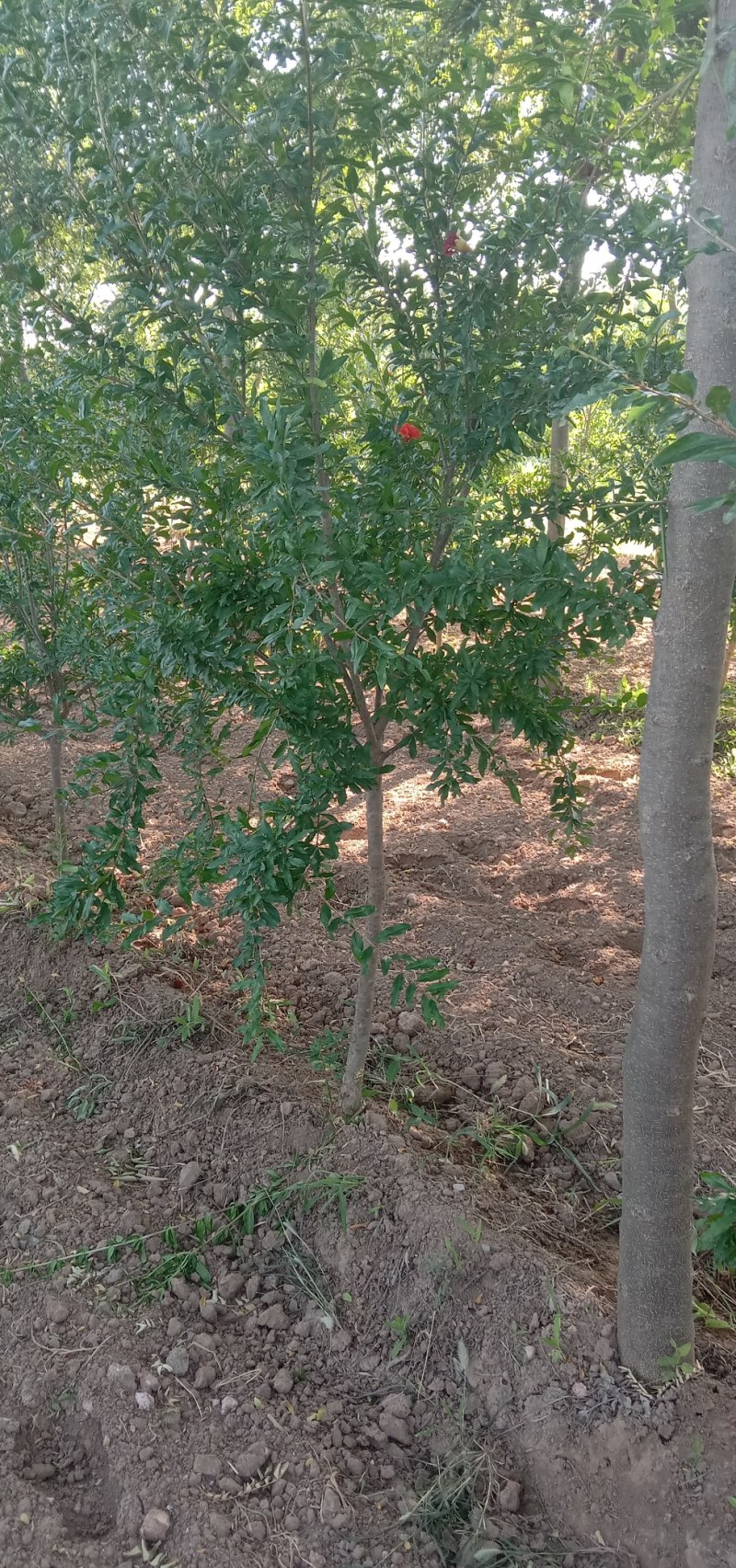 独杆花石榴出售