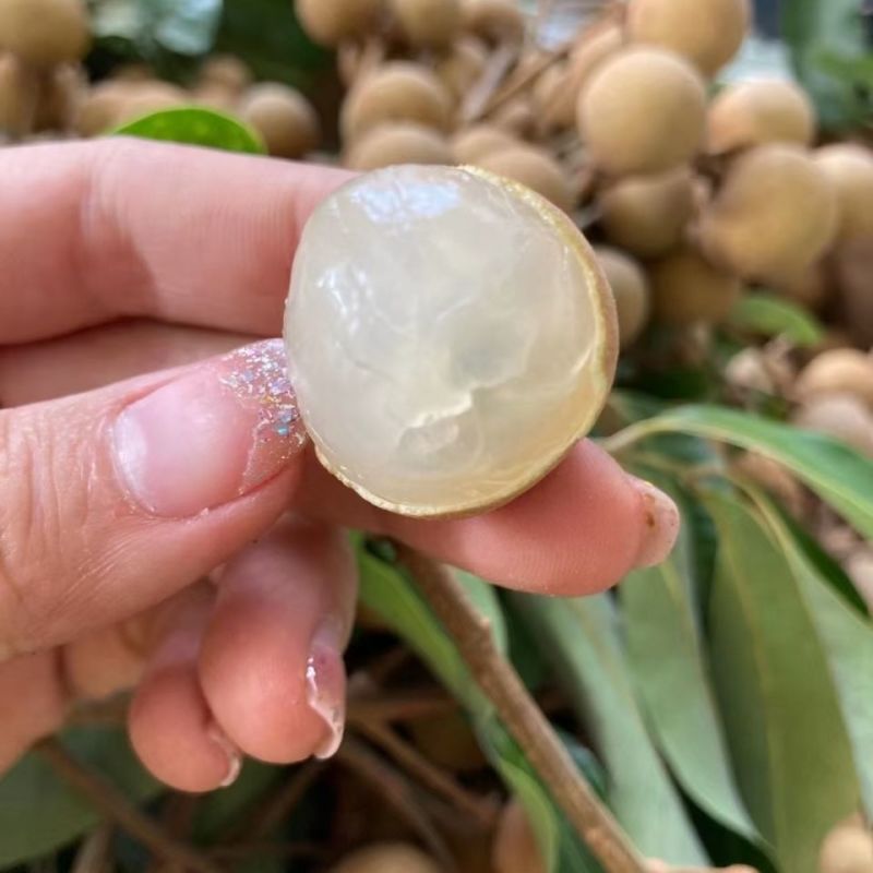 广东不同品种龙眼上市，直供电商，市场，工厂，商超量大从优