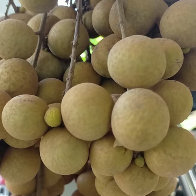 广东不同品种龙眼上市，直供电商，市场，工厂，商超量大从优