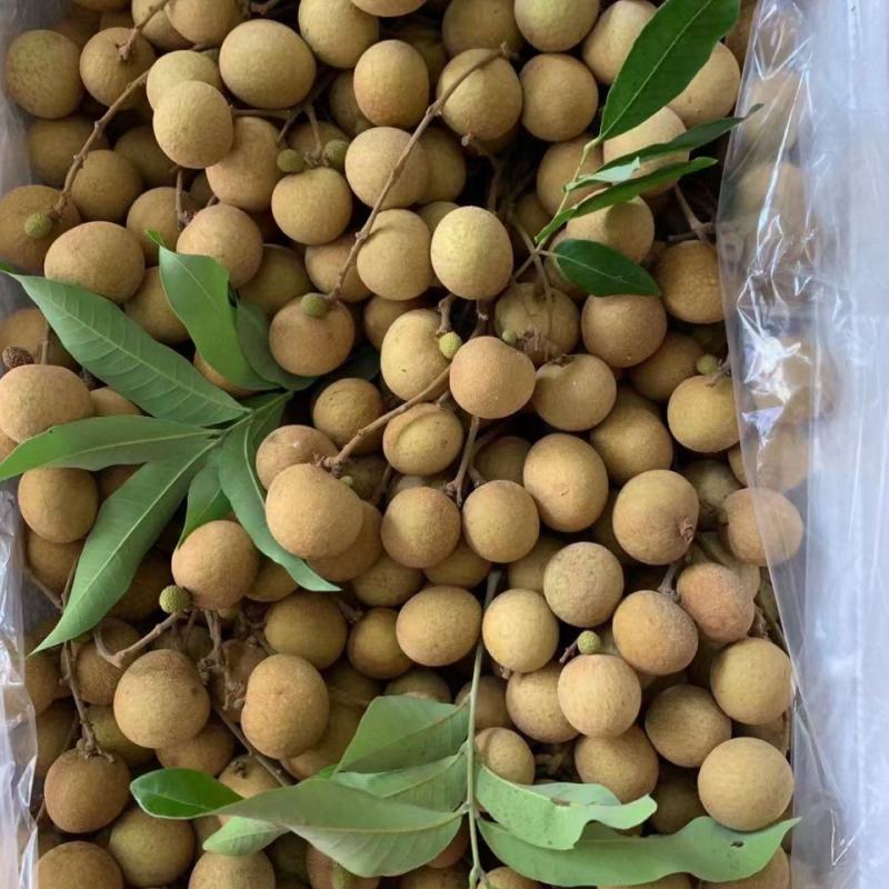 广东不同品种龙眼上市，直供电商，市场，工厂，商超量大从优