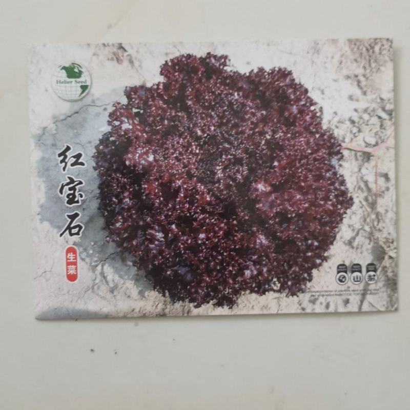 红宝石紫叶生菜种子红生菜种籽早熟抗病强基地