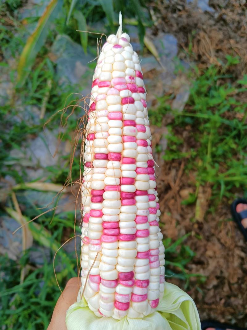 水果玉米