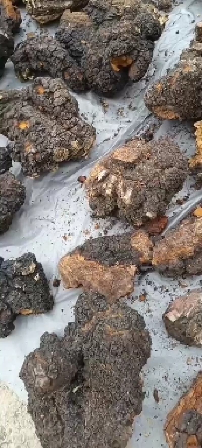 川西高原桦树茸桑黄