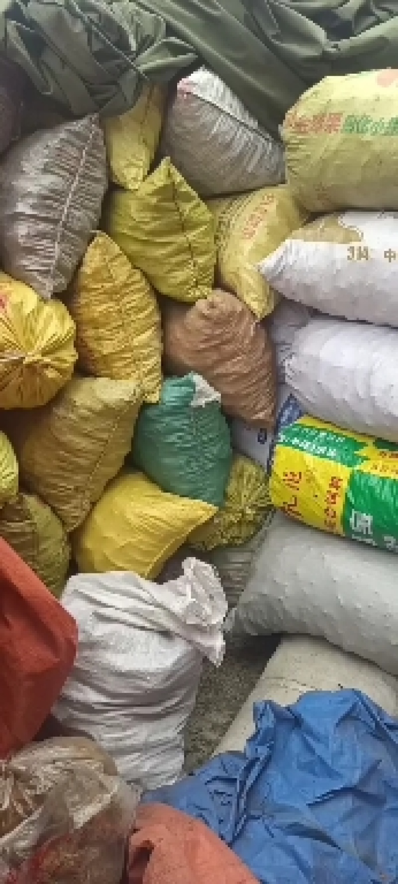 川西高原桦树茸桑黄