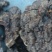 川西高原桦树茸桑黄