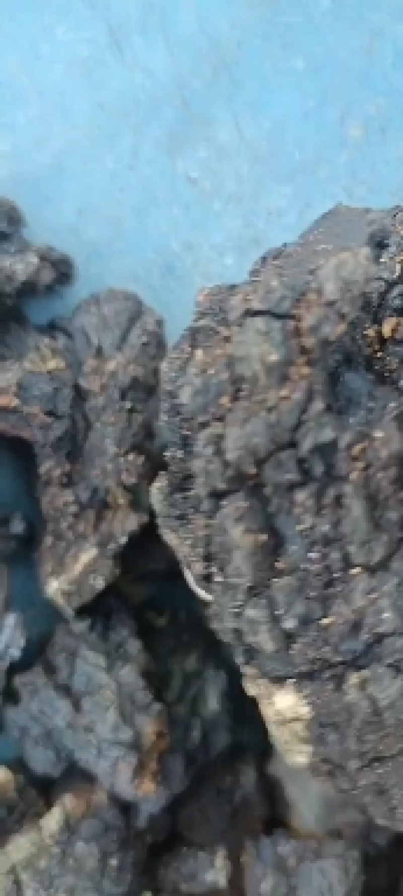 川西高原桦树茸桑黄