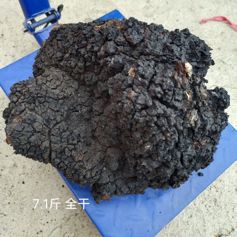 川西高原桦树茸桑黄
